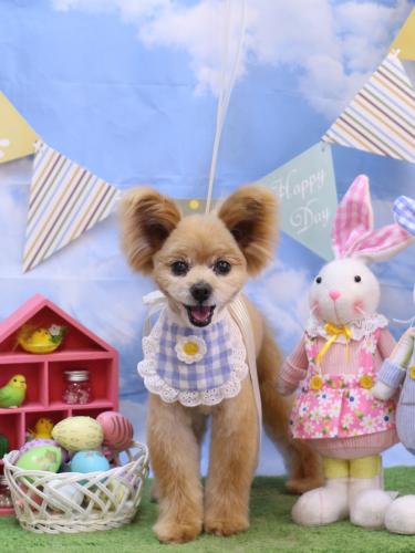 20240327クッキーくん